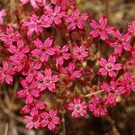 Pistorinia hispanica Flower