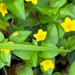 Lysimachia nemorum Blatt