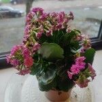 Kalanchoe blossfeldiana Leaf