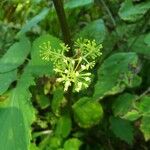 Aralia racemosa Kvet