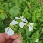 Raphanus raphanistrum (Flower)