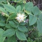 Rosa × malmundariensis Folla