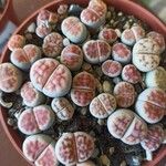 Lithops karasmontana Leaf