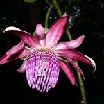 Passiflora ambigua Kukka