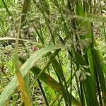 Calamagrostis arundinacea Folha