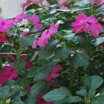 Impatiens walleriana Virág