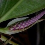 Anthurium obtusum Fruit