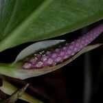 Anthurium obtusum Фрукт