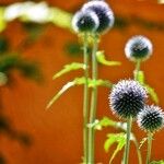 Echinops bannaticus Fula