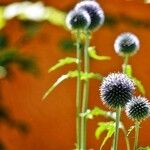 Echinops bannaticus Цветок