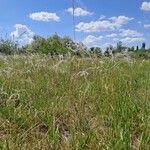 Stipa pennata 果