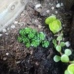 Sedum oreganum Ліст