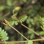 Kallstroemia grandiflora Yaprak