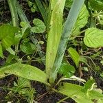 Allium atropurpureum पत्ता