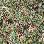 Erigeron rosulatus 葉