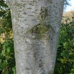 Alnus incana Bark