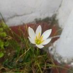 Zephyranthes candidaFlor