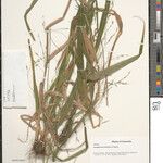 Pseudobromus africanus Други