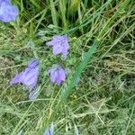 Triteleia laxa Fleur