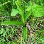 Orchis militaris Blatt