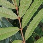 Chytranthus atroviolaceus Blatt