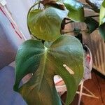 Monstera deliciosa Leaf
