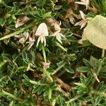 Astragalus balearicus