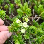 Phyllodoce glanduliflora