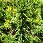 Ulex gallii Hoja