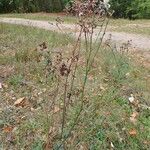 Hieracium sabaudum Habit