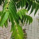 Rhus succedanea Lapas