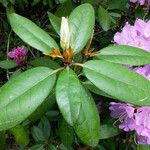 Rhododendron catawbiense ഇല