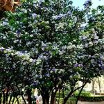 Brunfelsia grandiflora Kvet