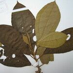 Henriettea ramiflora Otro