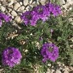 Verbena bipinnatifida Kvet