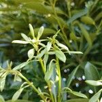 Lithocarpus edulis 花