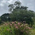 Calliandra selloi Habitat