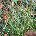 Carex alba Fuelha