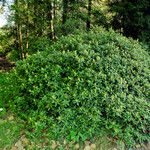 Rhododendron aureum Elinympäristö