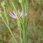 Tripolium pannonicum 花