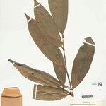 Anaxagorea brachycarpa Лист