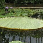 Victoria amazonica Yaprak