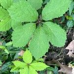 Panax quinquefolius Blad