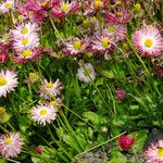 Bellis sylvestris Habitus