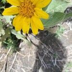 Wyethia sagittata Flower