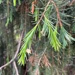 Picea breweriana Folha