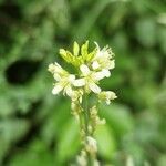 Turritis glabra Flor