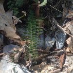 Asplenium resiliens Агульны выгляд