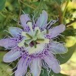 Passiflora incarnata Λουλούδι