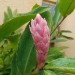 Alpinia purpurata花